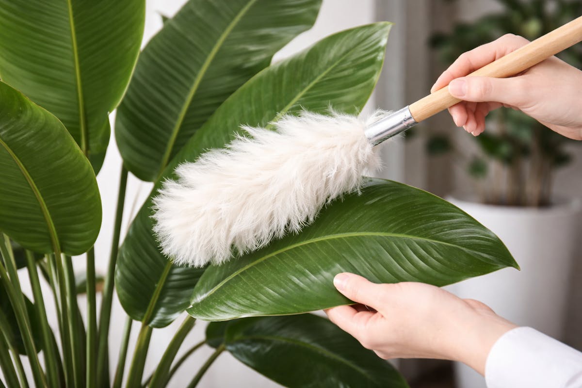 オーガスタ　手入れ