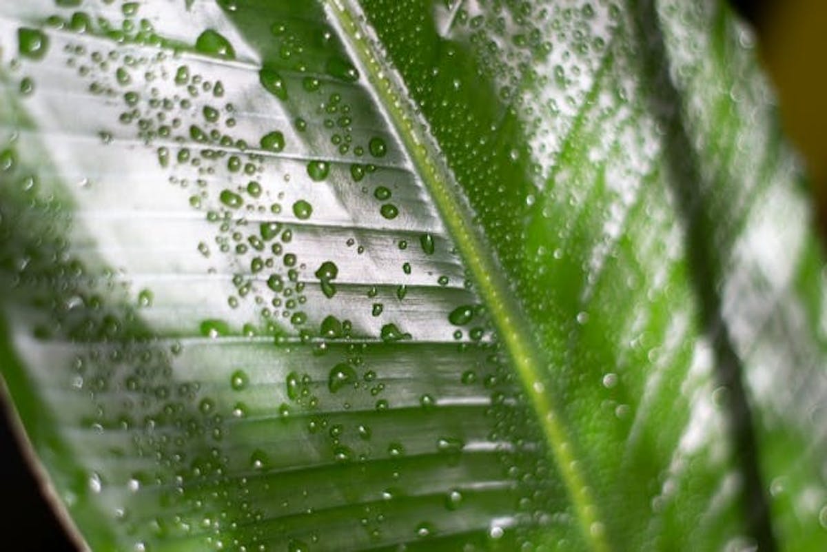 葉水　オーガスタ