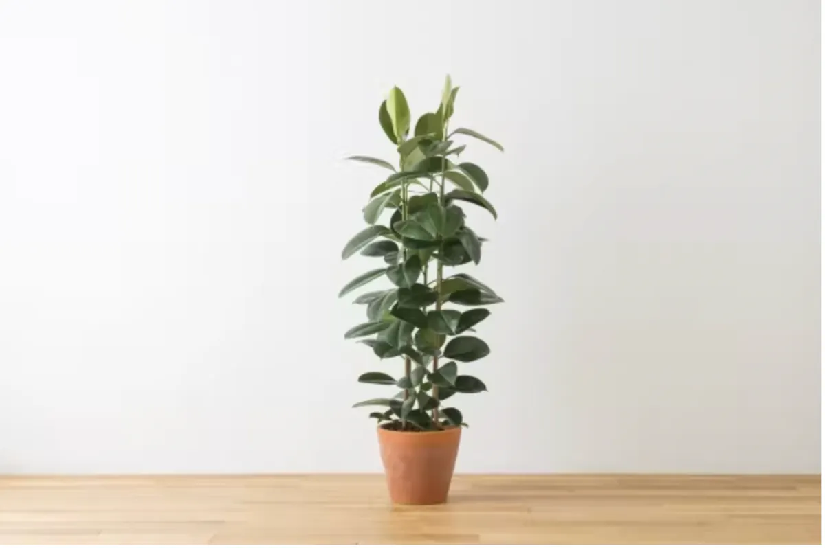 観葉植物 ゴムの木|育て方や知識 おすすめ 人気 風水
