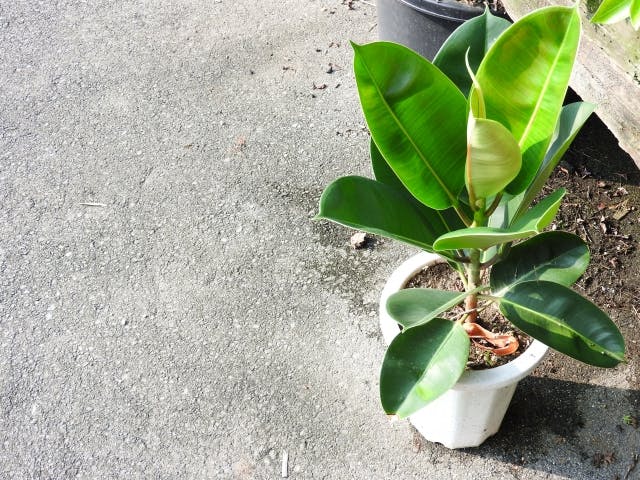 観葉植物 ゴムの木｜育て方や知識 おすすめ 人気 風水