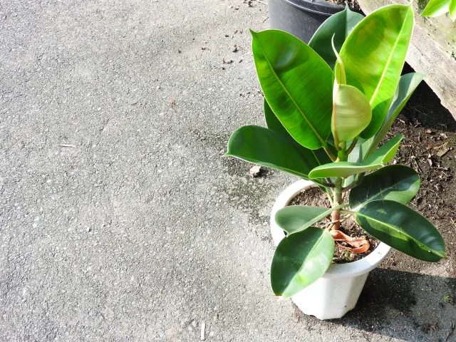観葉植物 ゴムの木|育て方や知識 おすすめ 人気 風水