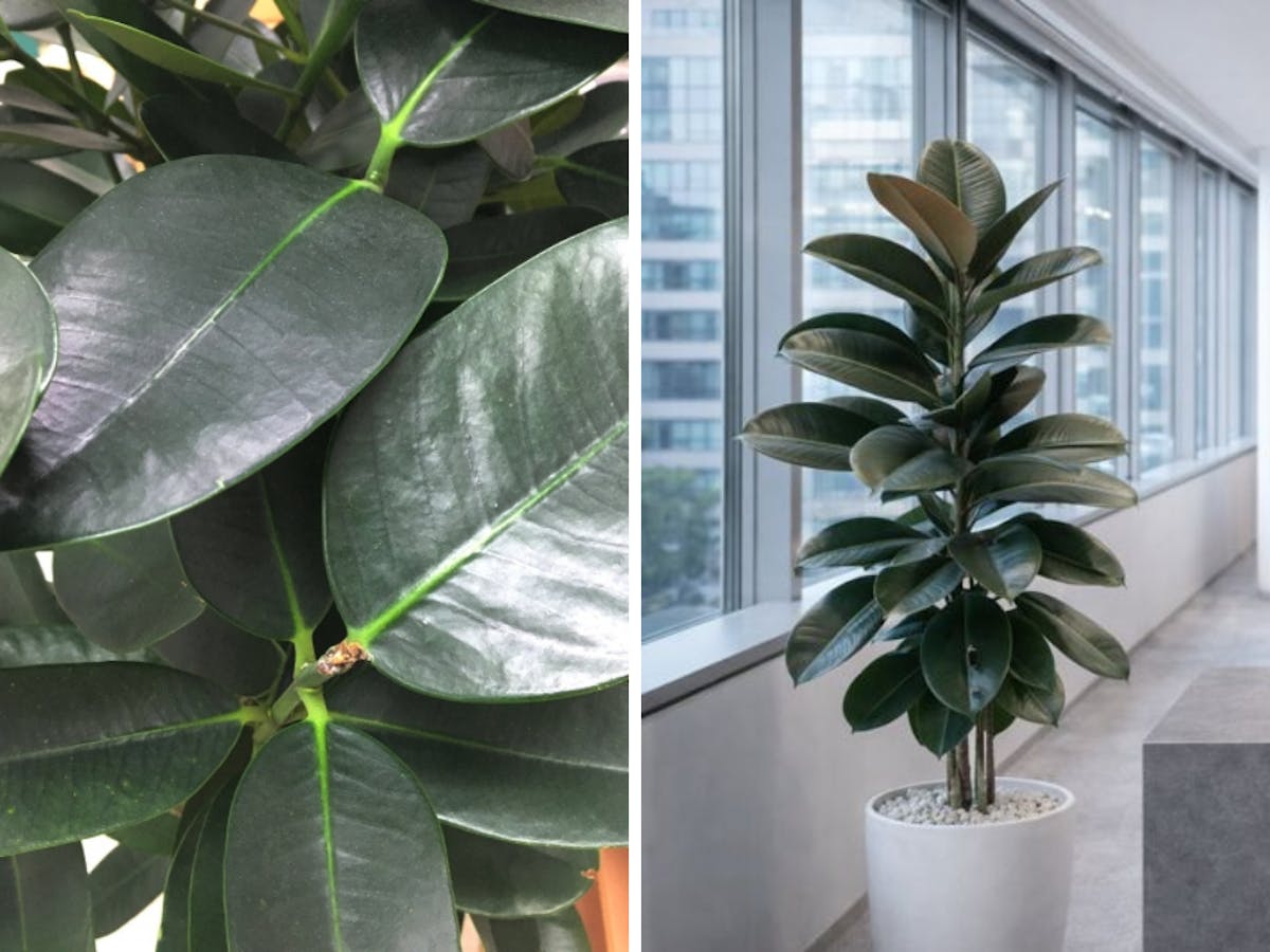 ゴムの木（観葉植物）の特徴と法人空間で選ばれる理由｜育て方や知識