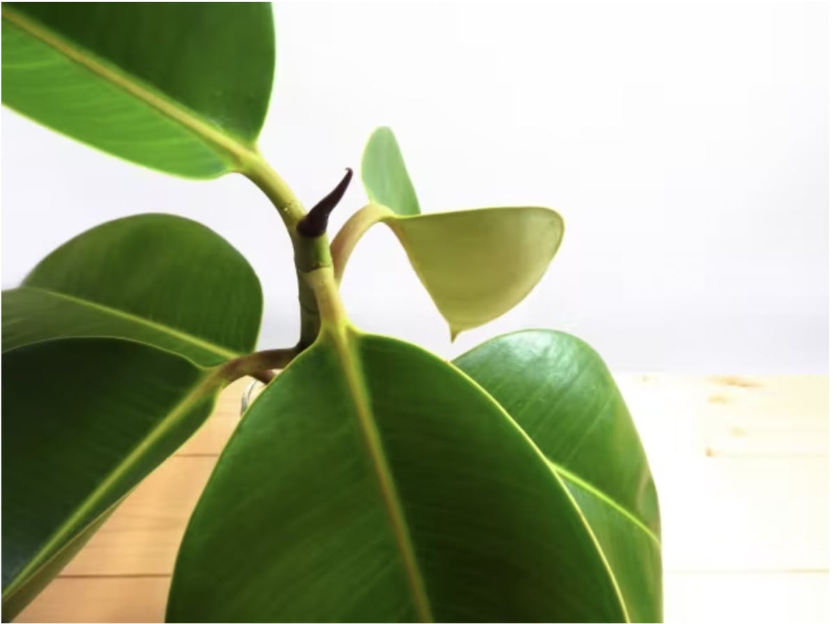 観葉植物 ゴムの木 育て方や知識 おすすめ 人気 風水 観葉植物 ゴムの木 育て方や知識 おすすめ 人気 風水