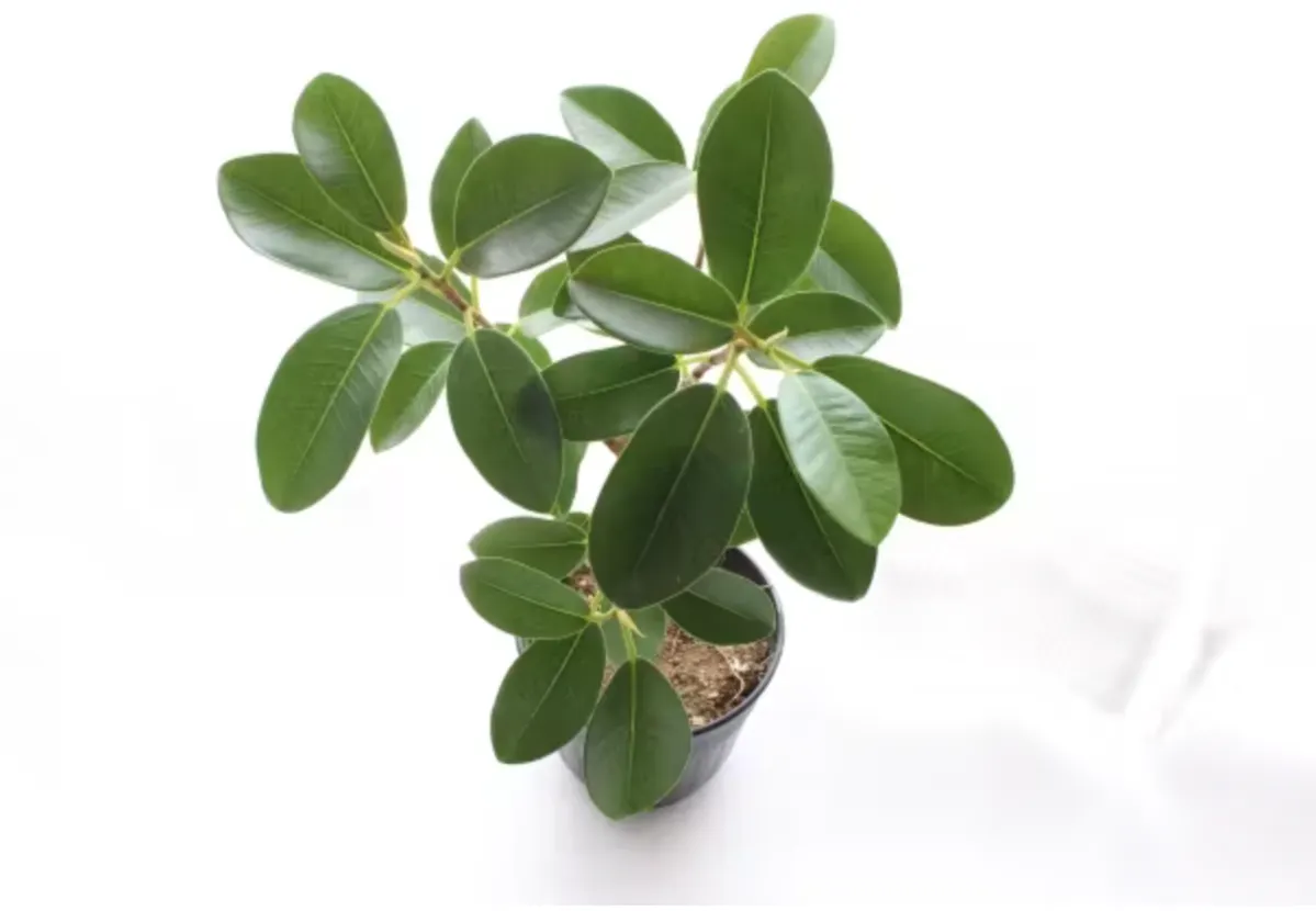 観葉植物 ゴムの木|育て方や知識 おすすめ 人気 風水
