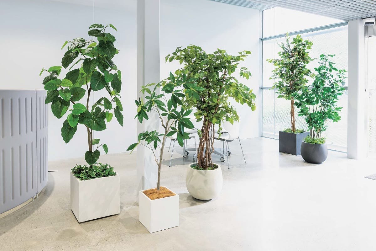 ゴムの木（観葉植物）の特徴と法人空間で選ばれる理由｜育て方や知識