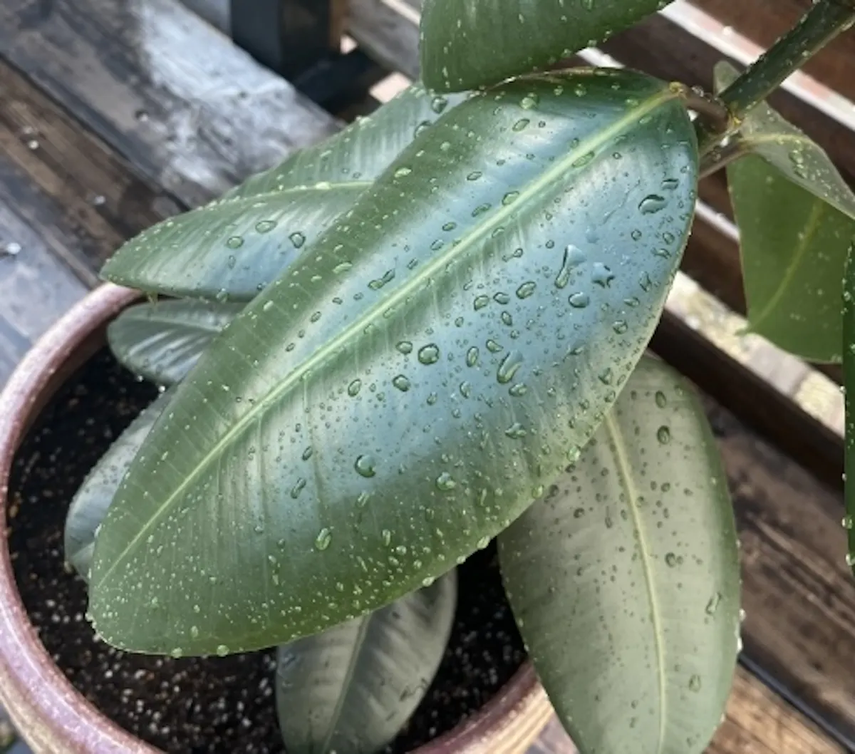 ゴムの木＿観葉植物