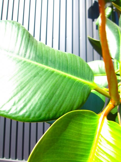 ゴムの木_観葉植物