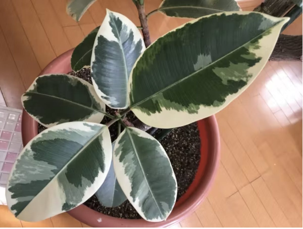 ゴムノキ_観葉植物
