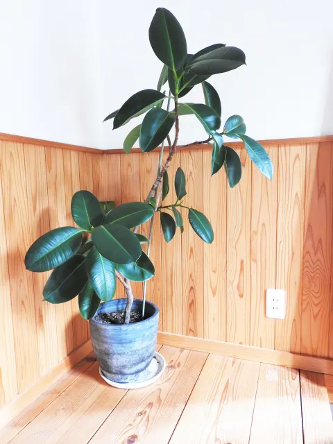 観葉植物 ゴムの木|育て方や知識 おすすめ 人気 風水