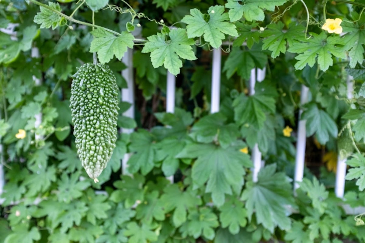 目隠しにフェイクグリーンを使っておしゃれに ランキング 通販 おすすめ 目隠しにフェイクグリーンを使っておしゃれに ランキング 通販 おすすめ