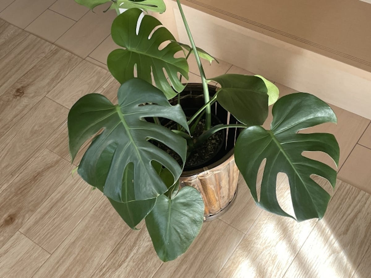 観葉植物 モンステラ の育て方や知識 おすすめ 人気 まとめ 観葉植物 モンステラ の育て方や知識 おすすめ 人気 まとめ