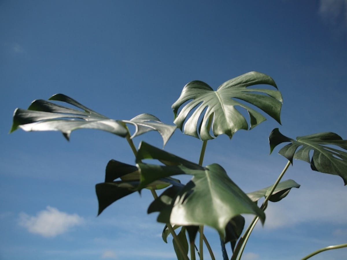 モンステラ　外