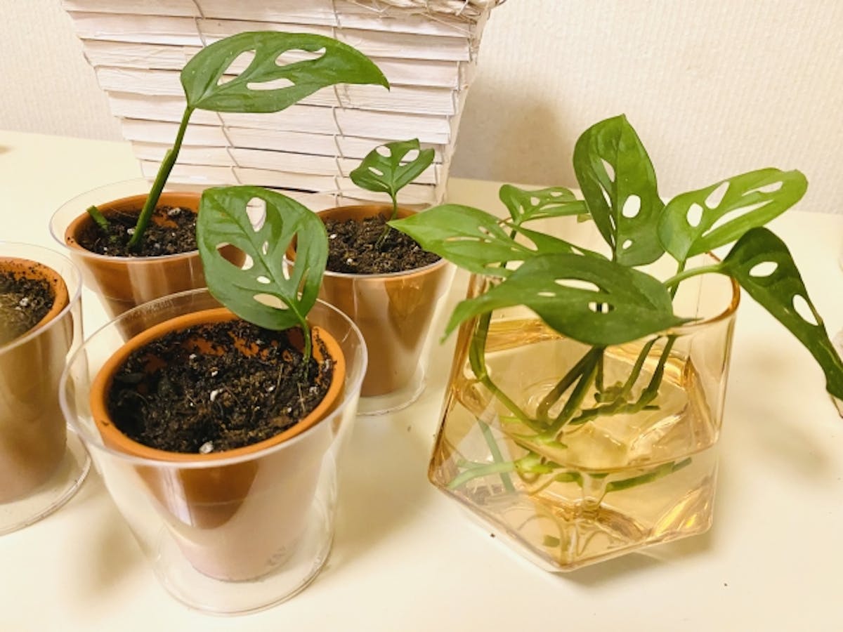 モンステラ＿観葉植物