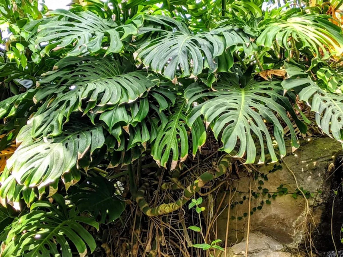 自然のモンステラ