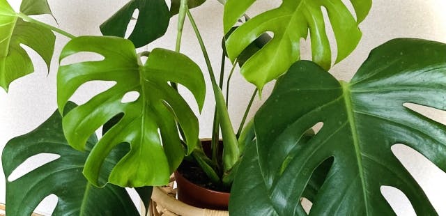 モンステラ（観葉植物）の特徴と空間演出での活用方法｜おすすめ 人気