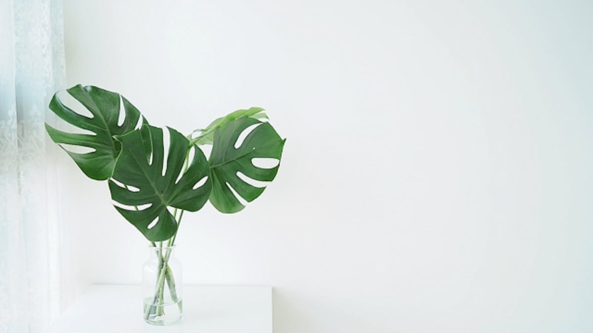 モンステラ　花瓶