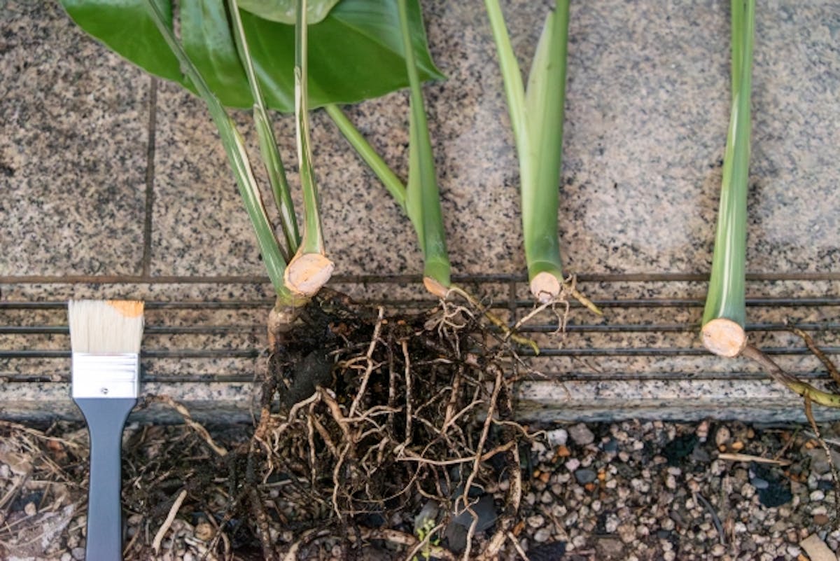 植え替え　モンステラ