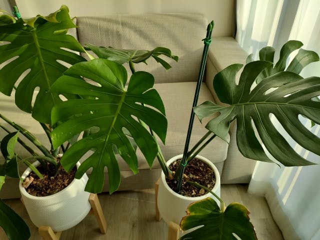 モンステラ（観葉植物）の特徴と空間演出での活用方法｜おすすめ 人気