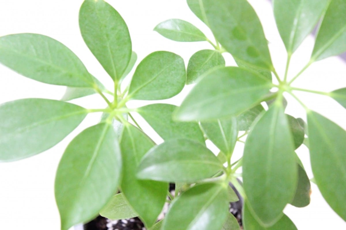 カポック　シェフレラ