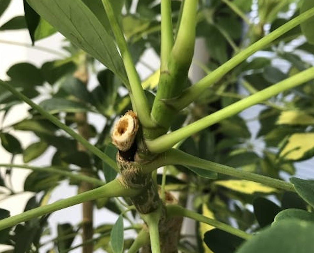 剪定　カポック　シェフレラ