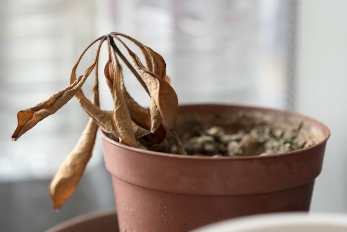 枯れた　カポック