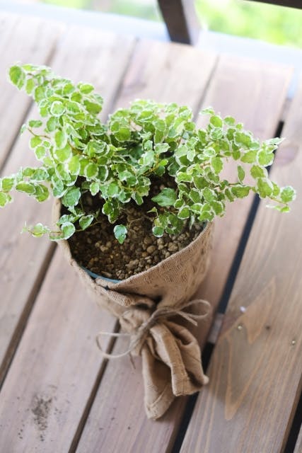 プミラ】観葉植物について｜育て方や知識 おすすめ 人気 風水