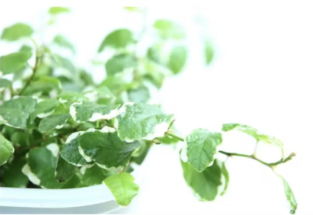 プミラ 観葉植物について 育て方や知識 おすすめ 人気 風水 プミラ 観葉植物について 育て方や知識 おすすめ 人気 風水