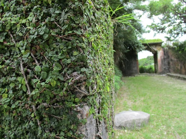 プミラ】観葉植物について｜育て方や知識 おすすめ 人気 風水