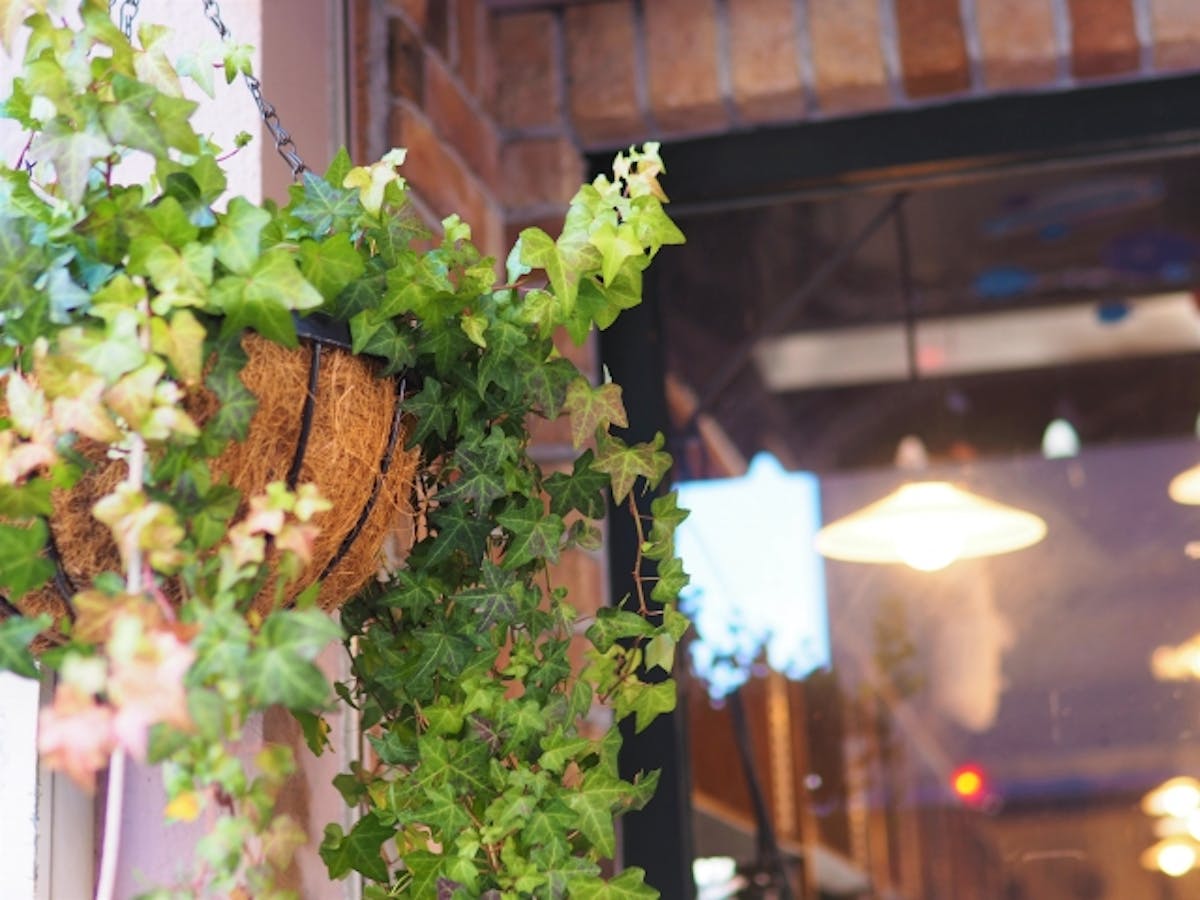 観葉植物_ハンギング