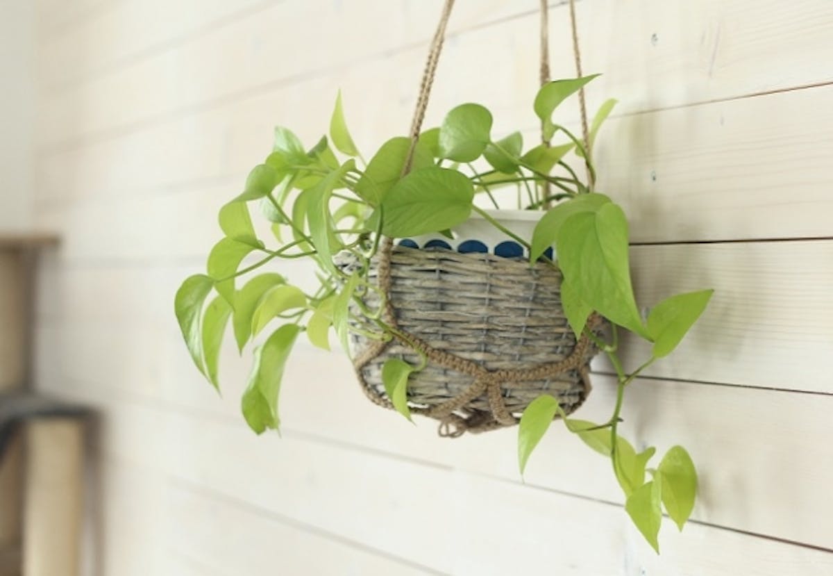 ハンギング_ポトス