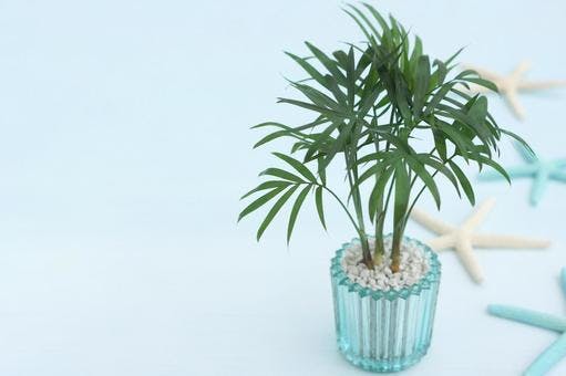ヤシ 観葉植物