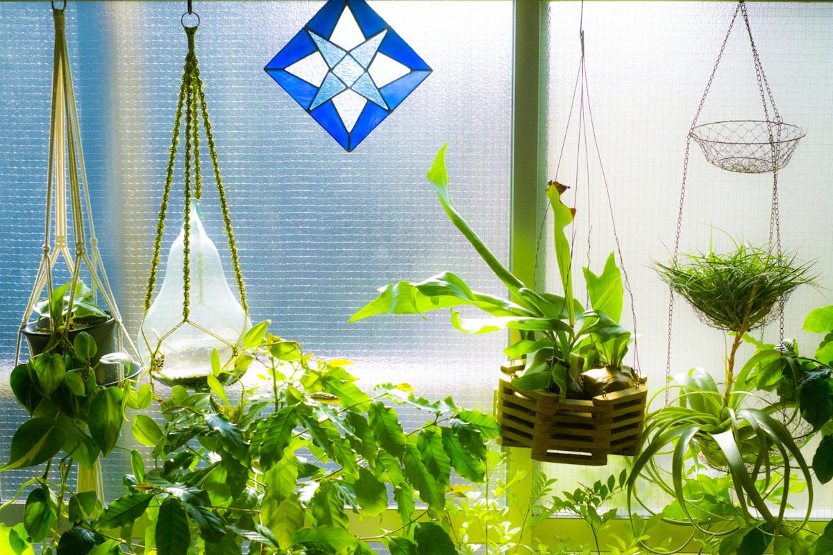 ハンギング 観葉植物