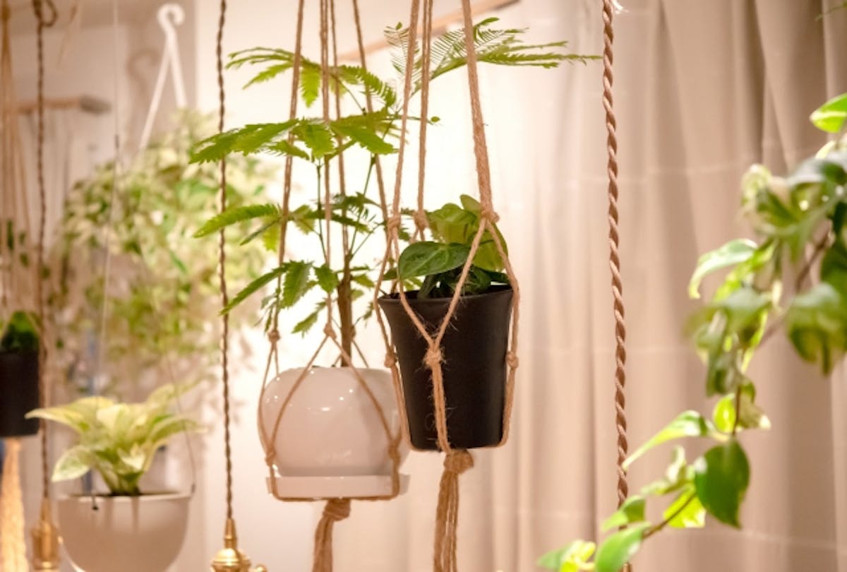 観葉植物_ハンギング