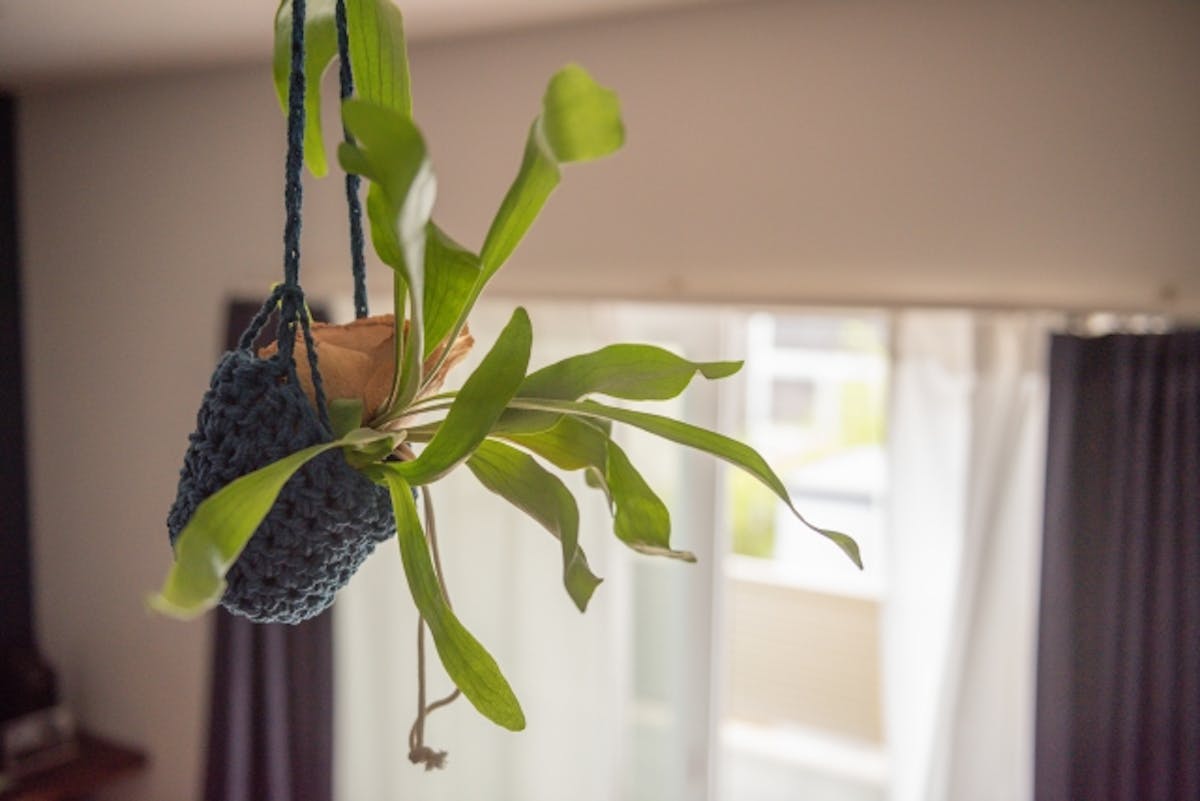 ビカクシダ_ハンギング