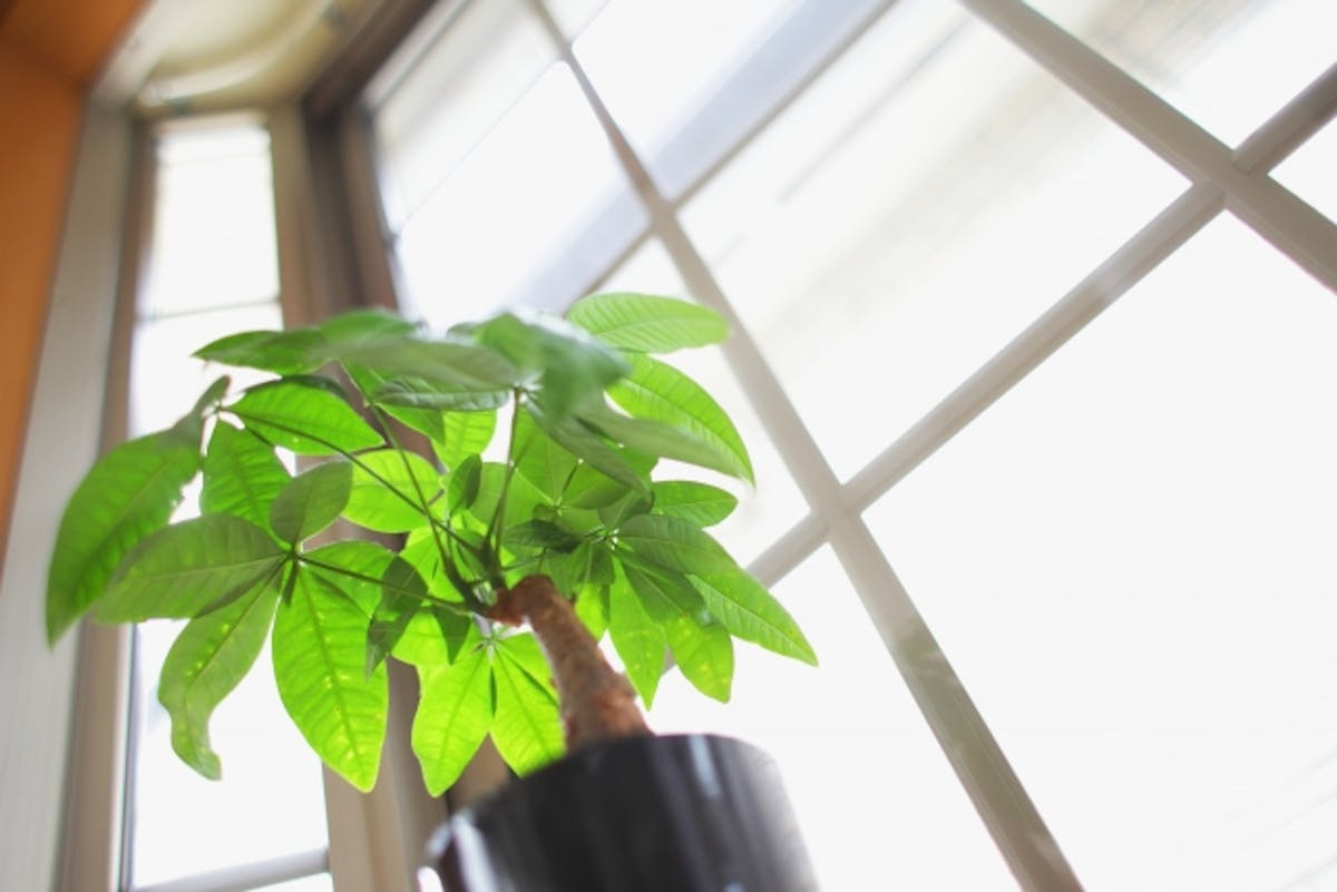 観葉植物_置き場所