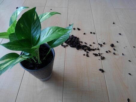 観葉植物土