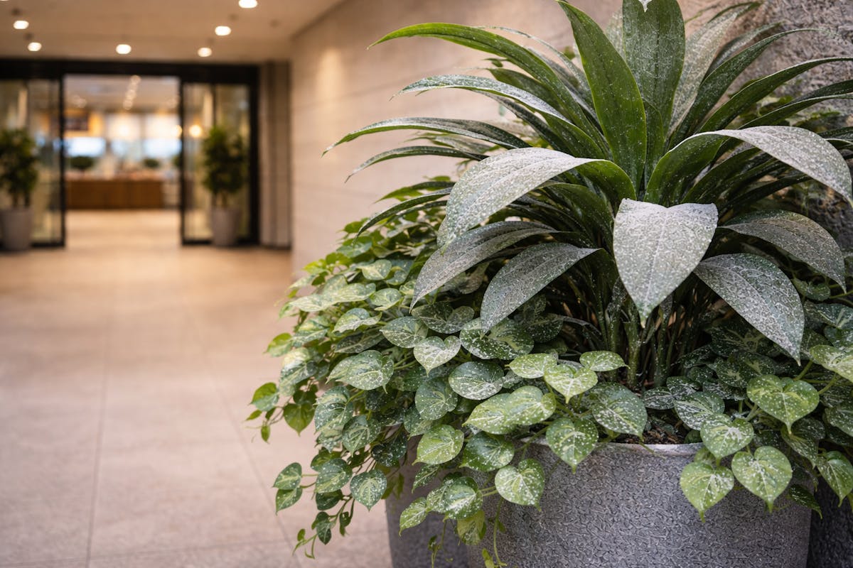 フェイクグリーン