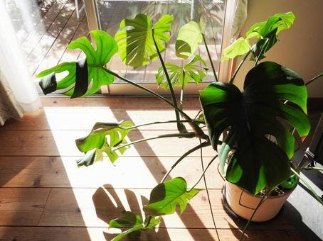 モンステラ 観葉植物
