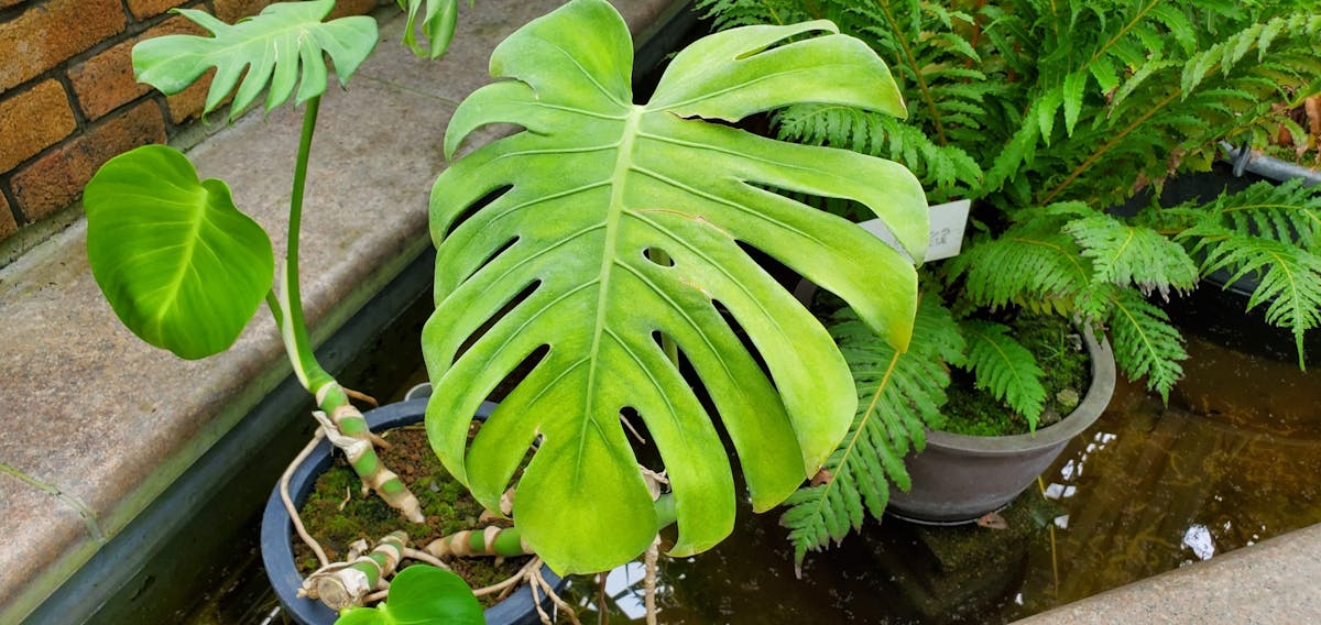 モンステラ 観葉植物