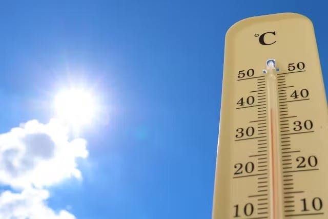 大型フェイクグリーン