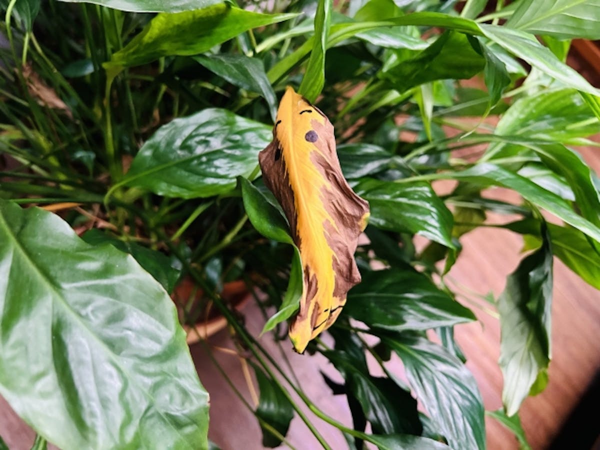 観葉植物 枯れる