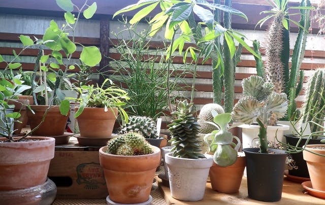 観葉植物 育成