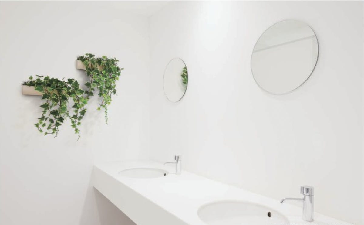 トイレの植物