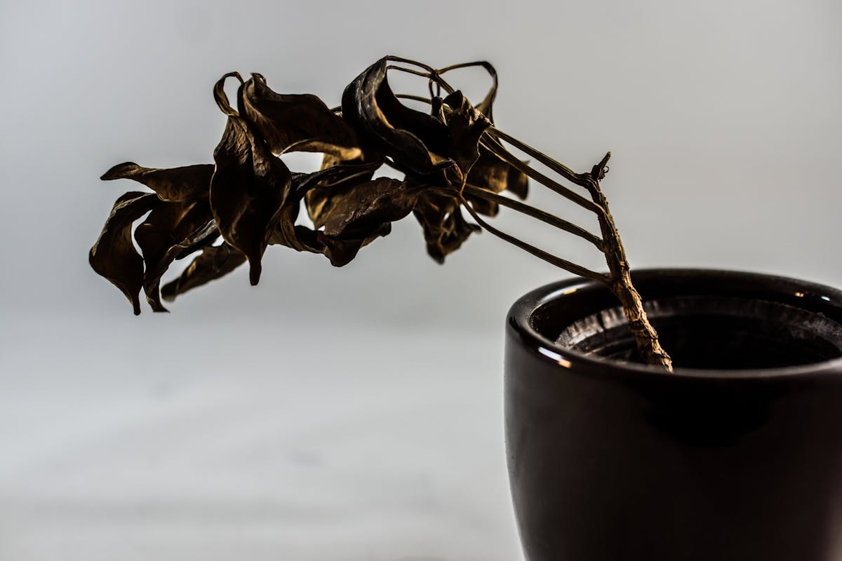 観葉植物 枯れる