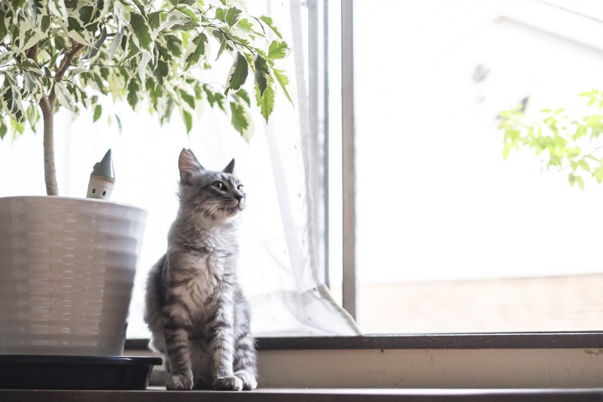 ペット 観葉植物