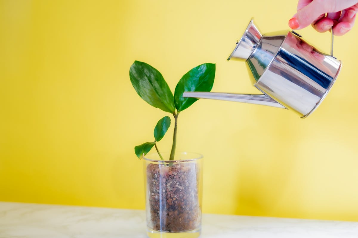 観葉植物 水やり