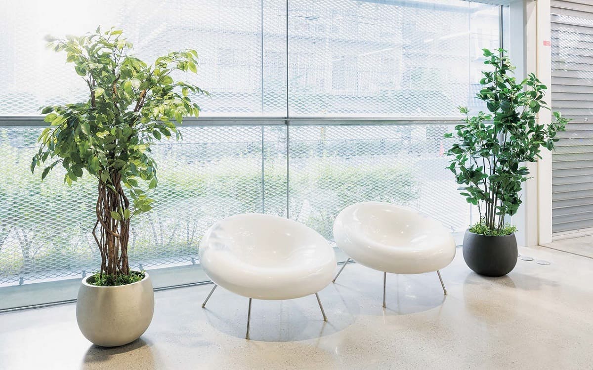 フィカスベンジャミン フェイクグリーン