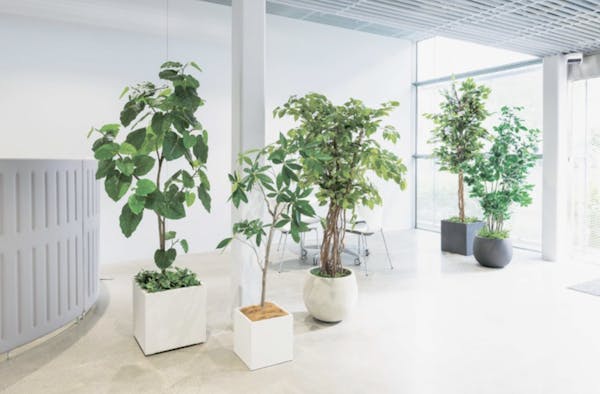 植栽とは？フェイクグリーンで施設の第一印象を劇的に変える