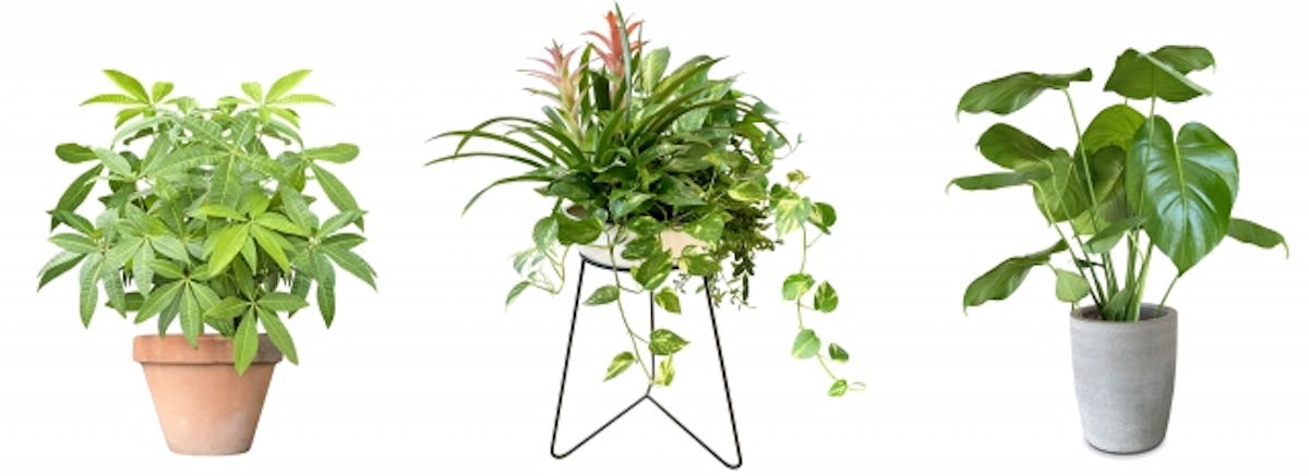 植木鉢