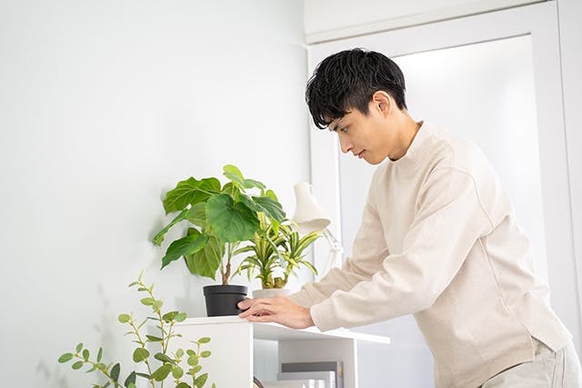 水やり 観葉植物